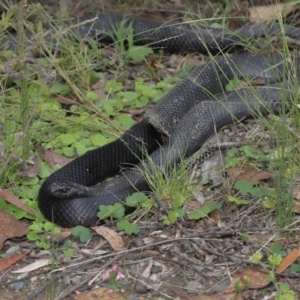 Pseudechis porphyriacus at Paddys River, ACT - 1 Feb 2022