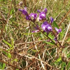 Glycine tabacina (Variable Glycine) at The Pinnacle - 6 Feb 2022 by sangio7