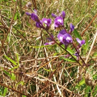 Glycine tabacina (Variable Glycine) at The Pinnacle - 6 Feb 2022 by sangio7