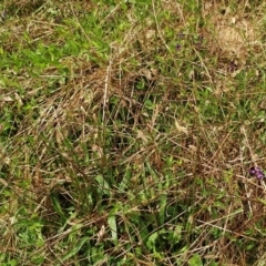 Glycine tabacina at Hawker, ACT - 6 Feb 2022 02:58 PM