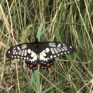 Papilio anactus at Weston, ACT - 5 Feb 2022