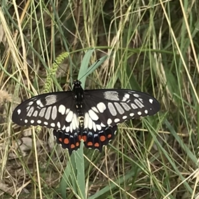 Papilio anactus (Dainty Swallowtail) at Weston, ACT - 5 Feb 2022 by AliceH