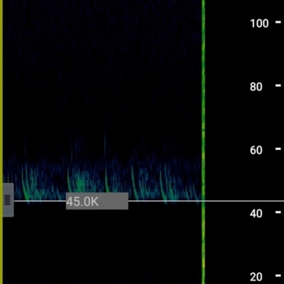 Vespadelus sp. (genus) (A vesper forest bat) at Greenleigh, NSW - 6 Feb 2022 by LyndalT