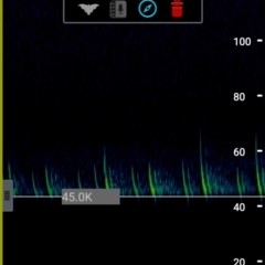 Vespadelus sp. (genus) at Greenleigh, NSW - 6 Feb 2022 09:13 PM