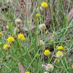 Calotis lappulacea (Yellow burr daisy) at The Pinnacle - 6 Feb 2022 by sangio7