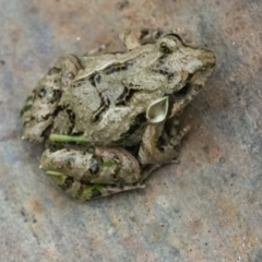 Crinia sp. (genus) (A froglet) at QPRC LGA - 24 Jan 2022 by WHall