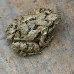 Crinia sp. (genus) (A froglet) at Googong, NSW - 25 Jan 2022 by WHall