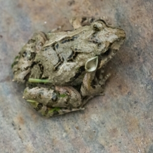 Crinia sp. (genus) at Googong, NSW - 25 Jan 2022 08:21 AM