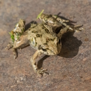 Crinia sp. (genus) at Googong, NSW - 25 Jan 2022 08:21 AM