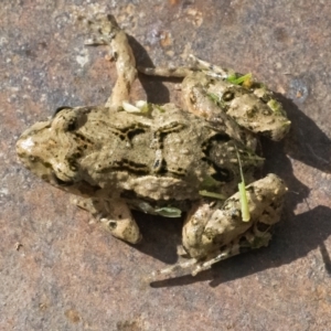 Crinia sp. (genus) at Googong, NSW - 25 Jan 2022