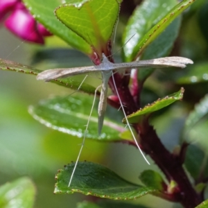 Platyptilia celidotus at Googong, NSW - 25 Jan 2022