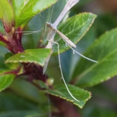 Platyptilia celidotus at Googong, NSW - 25 Jan 2022