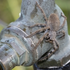Isopeda (genus) (Huntsman Spider) at Googong, NSW - 25 Jan 2022 by WHall