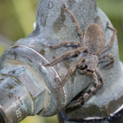 Isopeda (genus) (Huntsman Spider) at Googong, NSW - 25 Jan 2022 by WHall