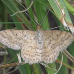 Scopula rubraria (Reddish Wave, Plantain Moth) at QPRC LGA - 1 Feb 2022 by WHall