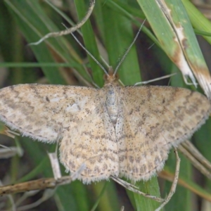 Scopula rubraria at Googong, NSW - 1 Feb 2022