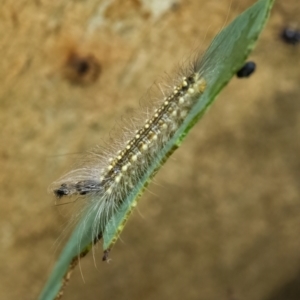 Uraba lugens at Googong, NSW - 1 Feb 2022 02:32 PM