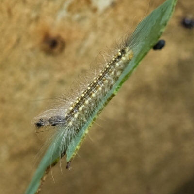 Uraba lugens (Gumleaf Skeletonizer) at Googong, NSW - 1 Feb 2022 by WHall