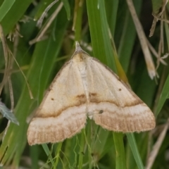 Anachloris subochraria (Golden Grass Carpet) at Googong, NSW - 1 Feb 2022 by WHall