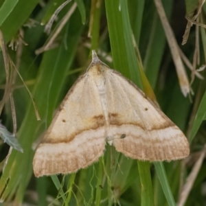 Anachloris subochraria at Googong, NSW - 1 Feb 2022 02:47 PM