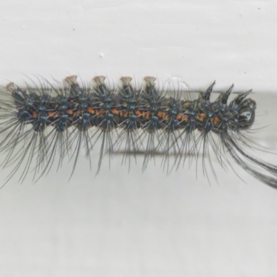 Nyctemera amicus (Senecio Moth, Magpie Moth, Cineraria Moth) at QPRC LGA - 5 Feb 2022 by WHall