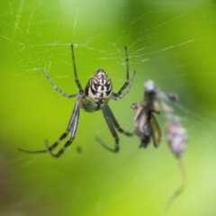 Leucauge dromedaria (Silver dromedary spider) at Googong, NSW - 25 Jan 2022 by WHall