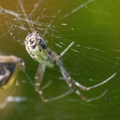 Leucauge dromedaria at Googong, NSW - 25 Jan 2022