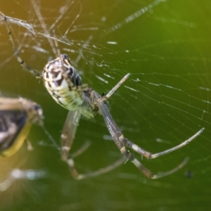 Leucauge dromedaria at Googong, NSW - 25 Jan 2022