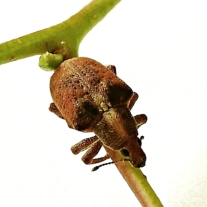 Gonipterus sp. (genus) at Crooked Corner, NSW - 7 Feb 2022