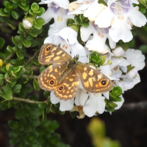 Oreixenica correae at Kosciuszko National Park, NSW - 5 Feb 2022