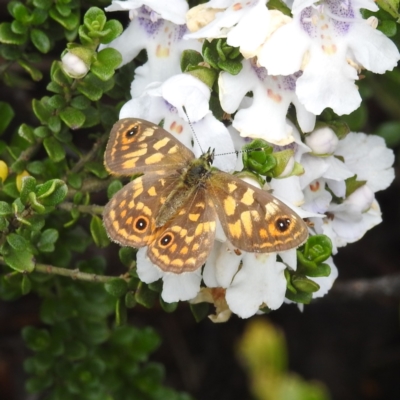 Oreixenica correae (Orange Alpine Xenica) at Kosciuszko National Park - 5 Feb 2022 by HelenCross