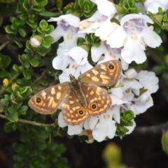 Oreixenica correae at Kosciuszko National Park, NSW - 5 Feb 2022