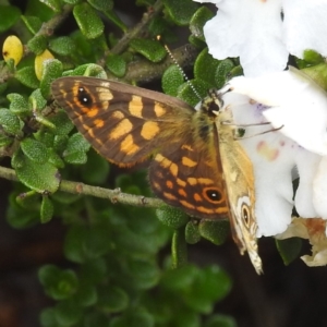 Oreixenica correae at Kosciuszko National Park, NSW - 5 Feb 2022