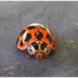 Harmonia conformis at Crooked Corner, NSW - 7 Feb 2022