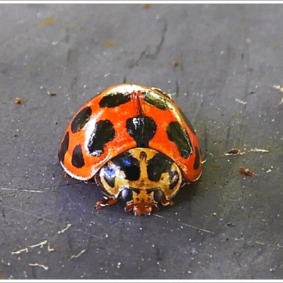 Harmonia conformis (Common Spotted Ladybird) at Crooked Corner, NSW - 7 Feb 2022 by Milly