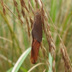 Elhamma australasiae (A Swift or Ghost moth (Hepialidae)) at Crackenback, NSW - 5 Feb 2022 by HelenCross