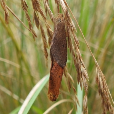 Elhamma australasiae (A Swift or Ghost moth (Hepialidae)) at Crackenback, NSW - 5 Feb 2022 by HelenCross