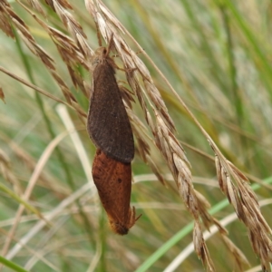 Elhamma australasiae at Crackenback, NSW - 5 Feb 2022