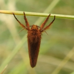 Elhamma australasiae at Crackenback, NSW - 5 Feb 2022 04:18 PM