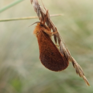 Elhamma australasiae at Crackenback, NSW - 5 Feb 2022