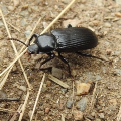 Meneristes australis (Darking beetle) at Crackenback, NSW - 5 Feb 2022 by HelenCross