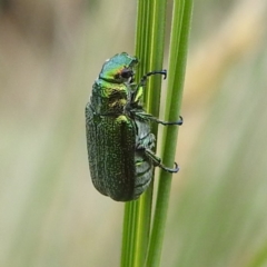 Diphucephala sp. (genus) (Green Scarab Beetle) at Crackenback, NSW - 5 Feb 2022 by HelenCross