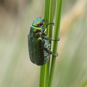 Diphucephala sp. (genus) at Crackenback, NSW - 5 Feb 2022