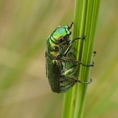 Diphucephala sp. (genus) at Crackenback, NSW - 5 Feb 2022