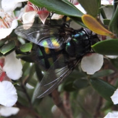 Rutilia (Chrysorutilia) formosa (A Bristle fly) at Crackenback, NSW - 5 Feb 2022 by HelenCross