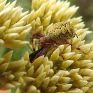 Salsa fuliginata at Crackenback, NSW - 5 Feb 2022