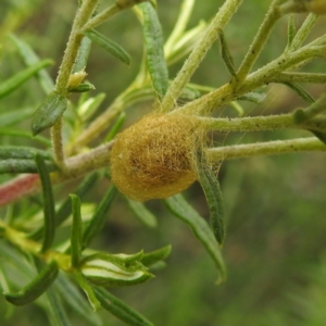 Salsa fuliginata at Crackenback, NSW - 5 Feb 2022