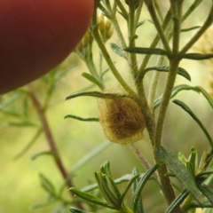 Salsa fuliginata at Crackenback, NSW - 5 Feb 2022