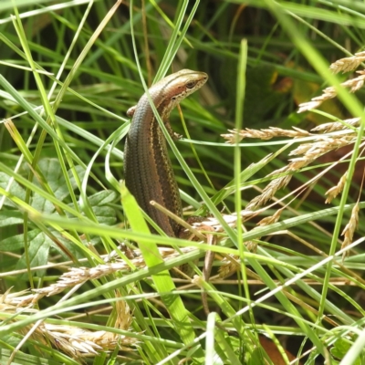 Pseudemoia entrecasteauxii (Woodland Tussock-skink) at Kosciuszko National Park - 5 Feb 2022 by HelenCross