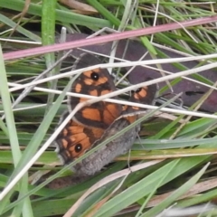 Geitoneura klugii (Marbled Xenica) at Kosciuszko National Park - 5 Feb 2022 by HelenCross